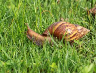 Ślimaki w ogrodzie: ślimaki szkodniki, jak ślimaki niszczą rośliny w ogrodzie