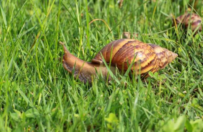 Ślimaki w ogrodzie: ślimaki szkodniki, jak ślimaki niszczą rośliny w ogrodzie
