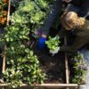Planowanie warzywnika w ogrodzie: zasady i kroki do stworzenia efektywnego ogrodu warzywnego