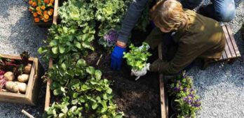 Planowanie warzywnika w ogrodzie: zasady i kroki do stworzenia efektywnego ogrodu warzywnego