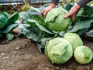 Skuteczne metody zwalczania szkodników roślin kapustnych w ogrodzie warzywnym