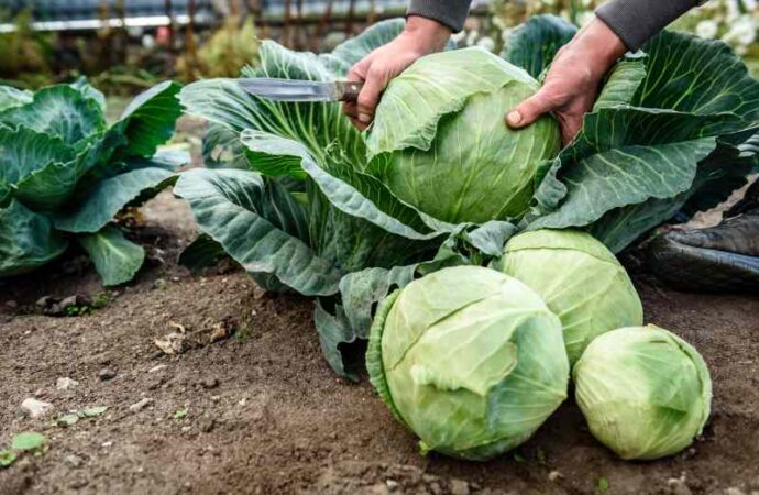Skuteczne metody zwalczania szkodników roślin kapustnych w ogrodzie warzywnym