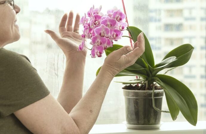 Jak naturalnie zwiększyć wilgotność powietrza dla kwiatów doniczkowych?
