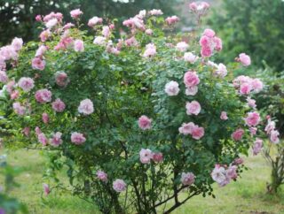 Dzikie róże: charakterystyka i uprawa w ogrodzie
