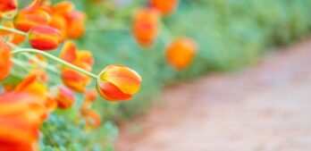 Kwiaty o pomarańczowych kwiatach w ogrodzie - które rośliny posiadają pomarańczowe kwiaty?