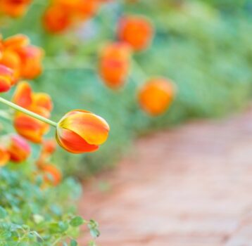 Kwiaty o pomarańczowych kwiatach w ogrodzie - które rośliny posiadają pomarańczowe kwiaty?