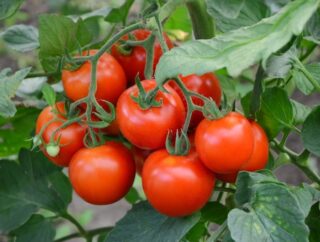 Zbieranie i pielęgnacja pomidorów polnych: Termin zbioru i opieka nad nimi