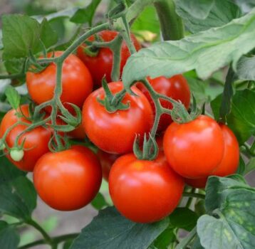 Zbieranie i pielęgnacja pomidorów polnych: Termin zbioru i opieka nad nimi