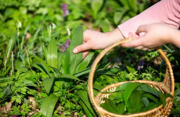 Ogrodnictwo: Upiecz chmielu i wykorzystaj go do dekoracji – popularne odmiany, pielęgnacja, sposoby wykorzystania