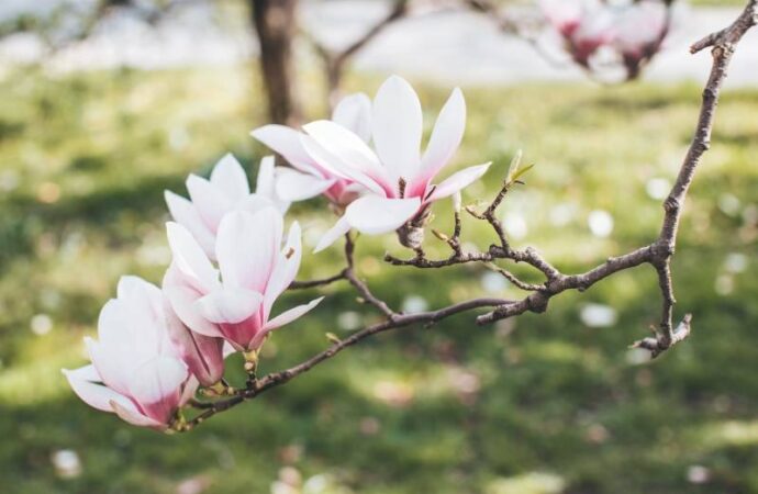 Magnolia w ogrodzie – jakie są jej potrzeby i jak właściwie ją pielęgnować